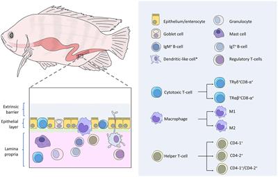 Gut Immune System and the Implications of Oral-Administered Immunoprophylaxis in Finfish Aquaculture